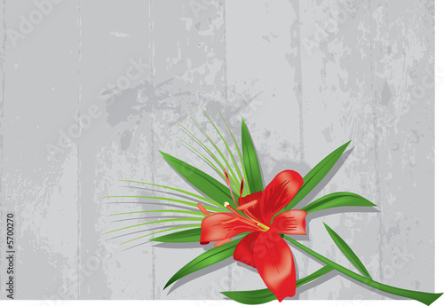 Lily on a grey background. A vector illustration.