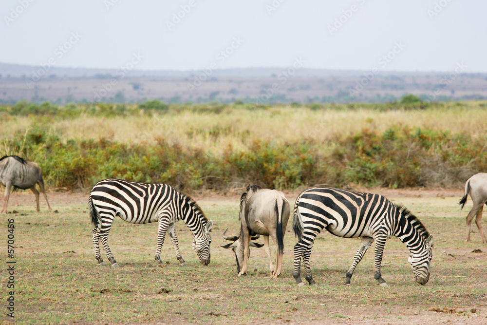 Fototapeta premium zebras grazing