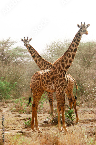 couple of giraffe on the guard