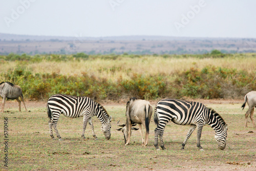 zebras grazing