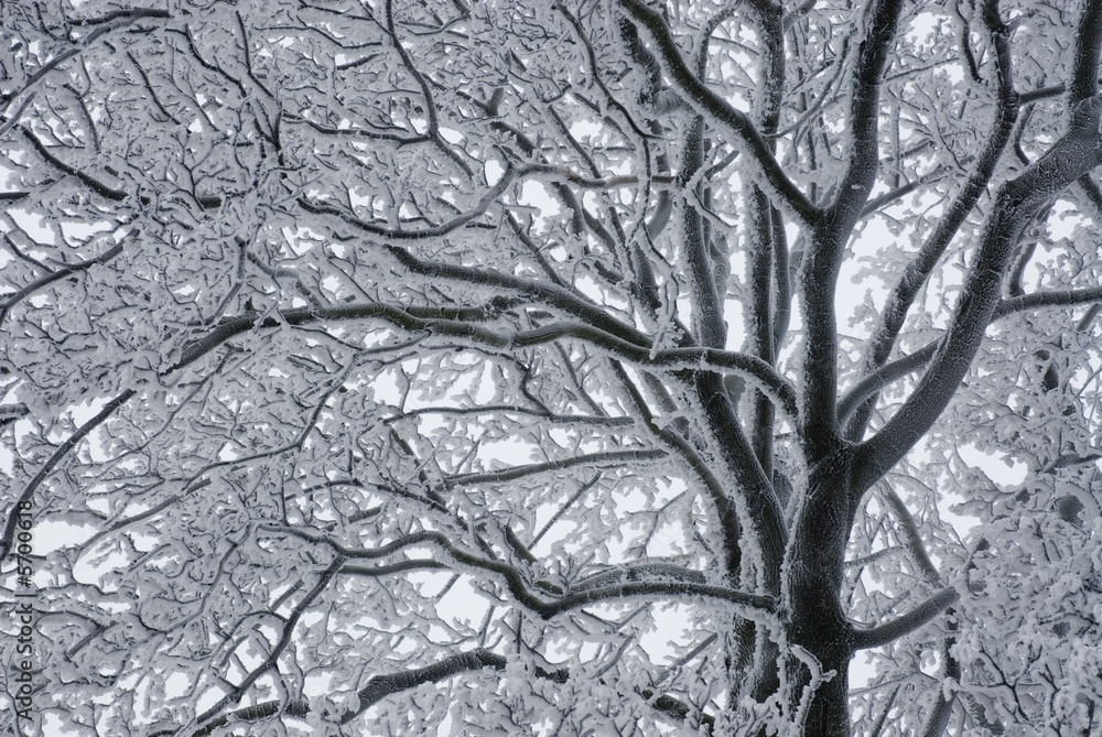 Branches of tree coated by hoar-frost II.
