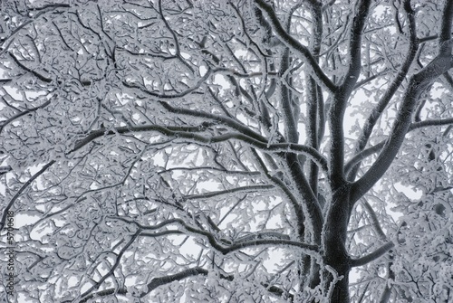 Branches of tree coated by hoar-frost II.