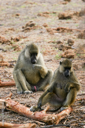 a couple of monkey