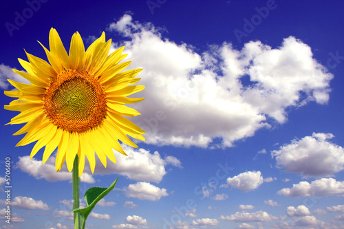 tournesol