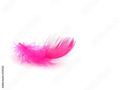Pink feather over white