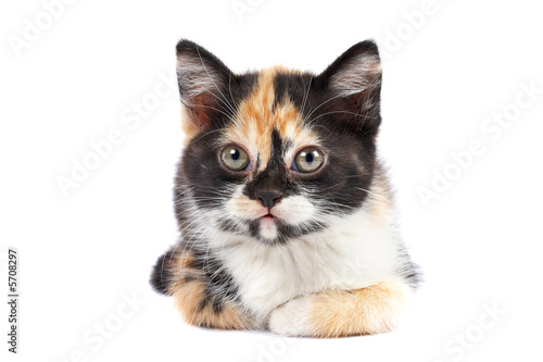 A kitten sits on a white background