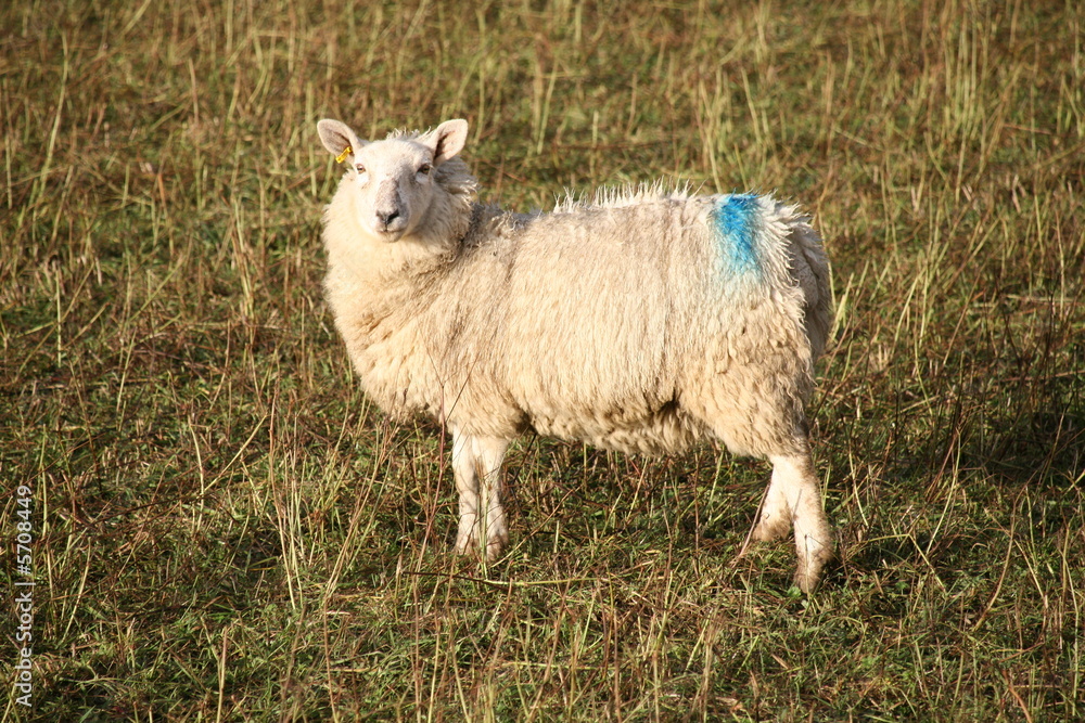 Fototapeta premium Sheep