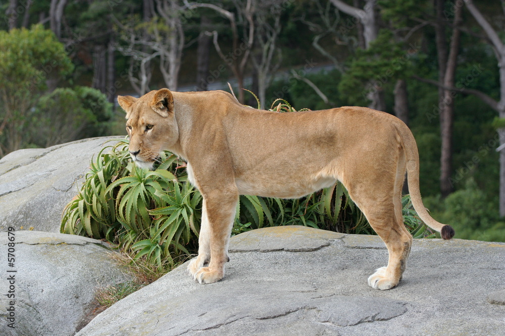 Fototapeta premium Lion Female Portrait
