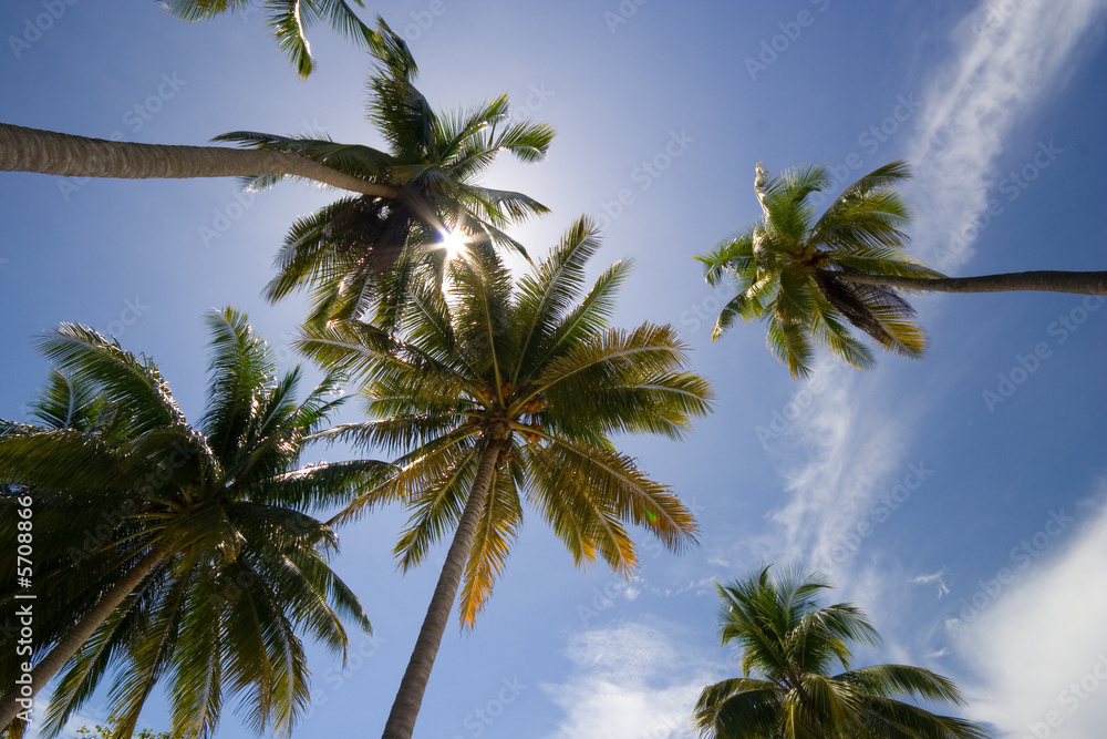 Obraz premium Tropical Palm Trees