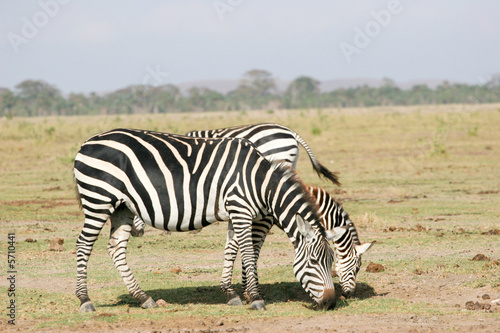 zebras grazing in the park