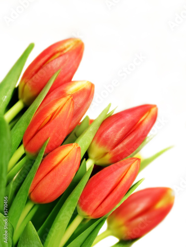  Tulpen isoliert auf wei  