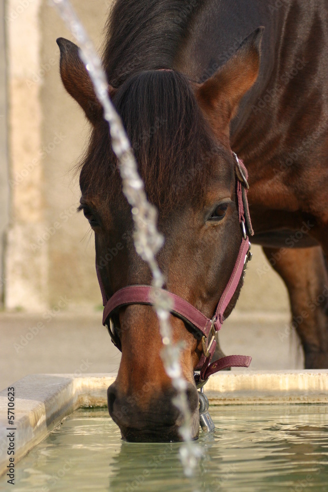 Obraz premium Bois si tu as soif