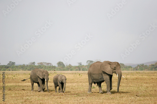 elephant on the walk