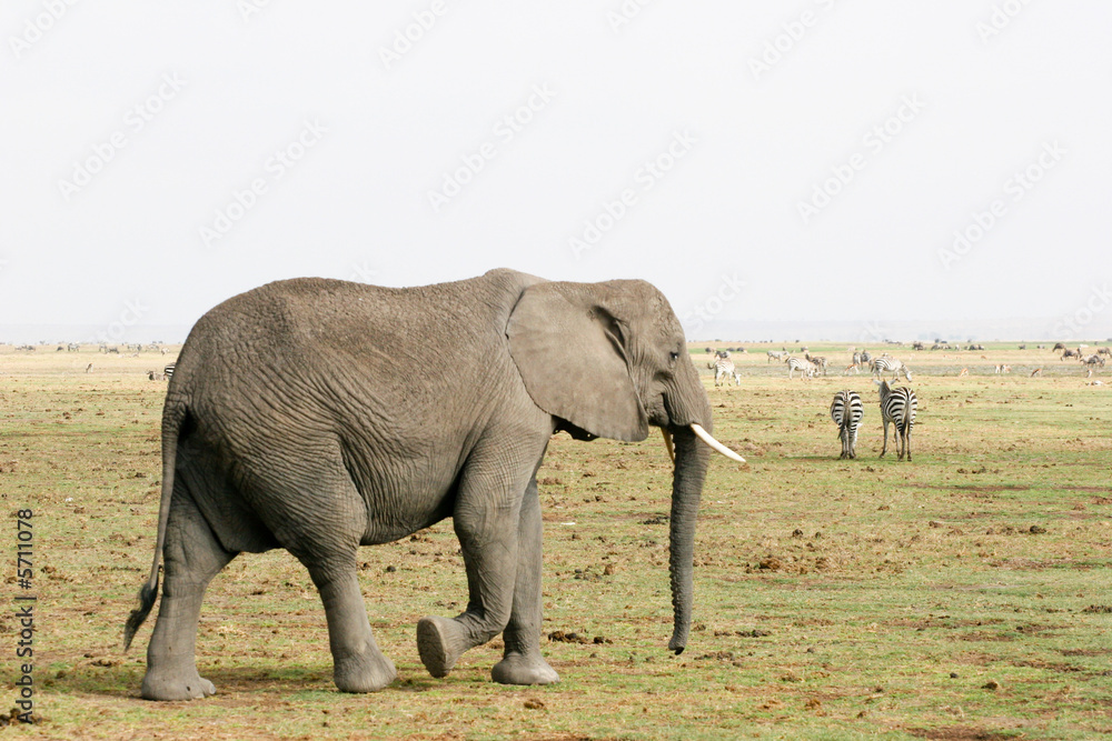 Fototapeta premium elephant on the walk