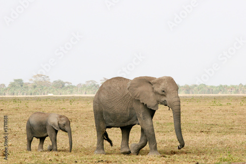 elephant and son © franco lucato