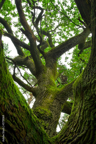 Mossy branches of mighty oak.