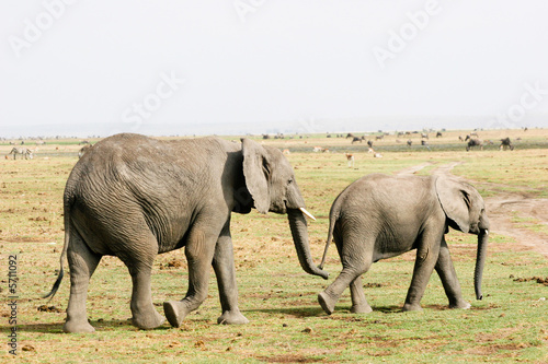 amboseli elephant