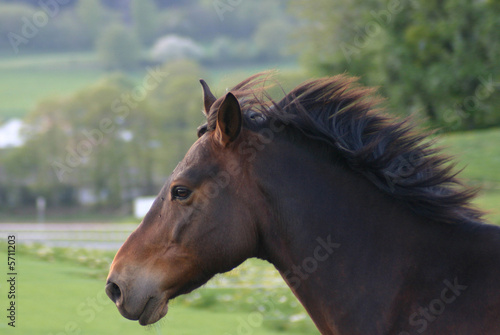 Portrait au galop