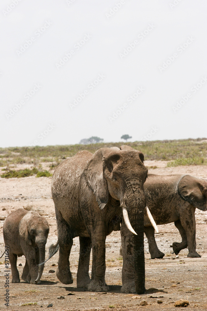 Fototapeta premium elephant and the son