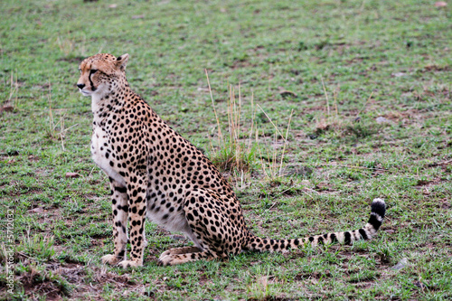 cheetah in the reserve
