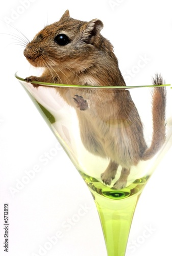 drink with... gerbil