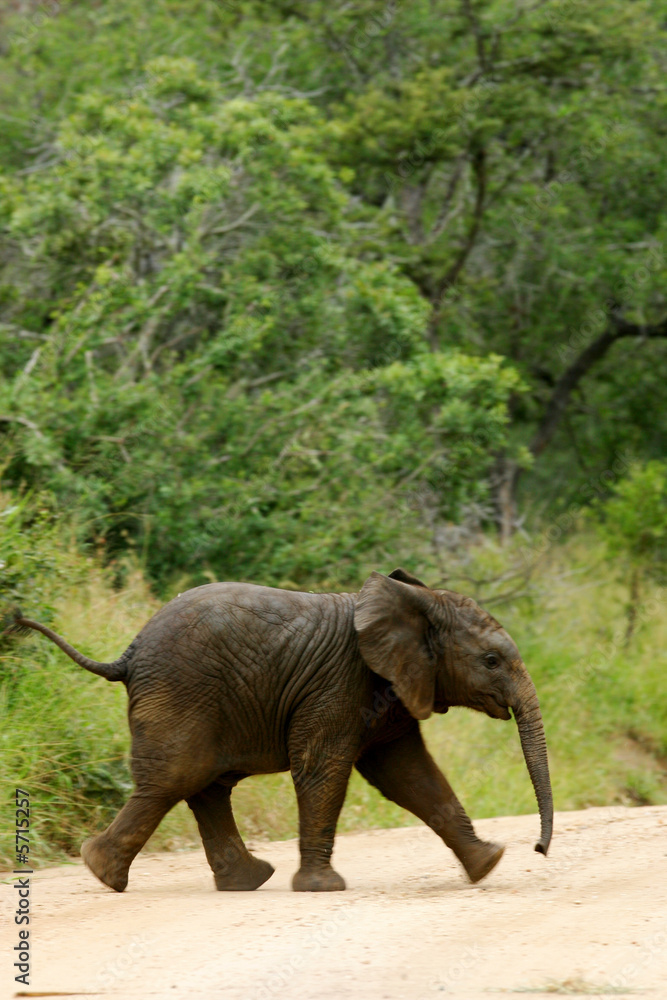 Fototapeta premium African Elephants