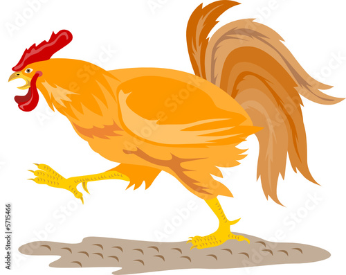 Cockerel ready to attack