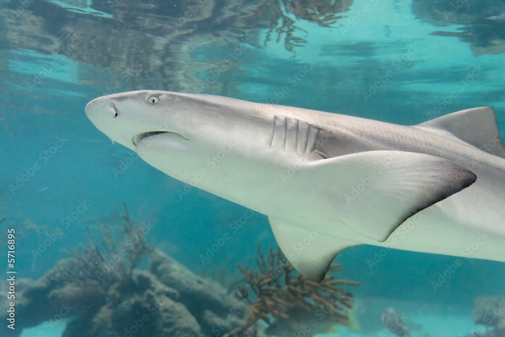 Fototapeta premium Shark