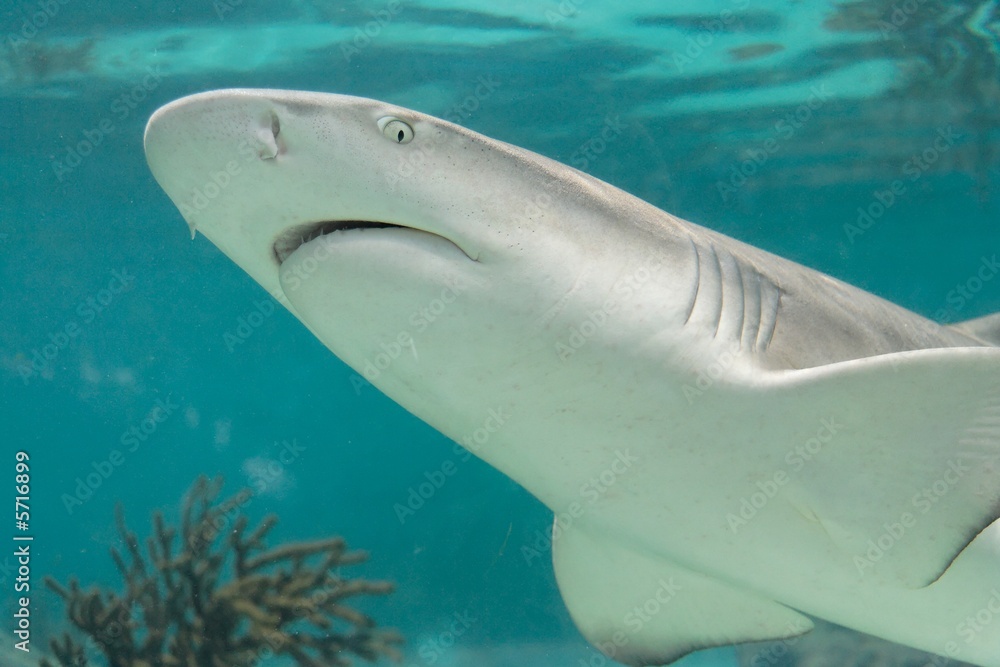 Naklejka premium Shark