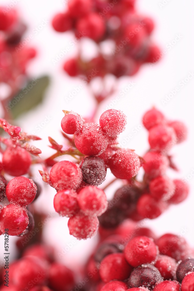 red frosted berries