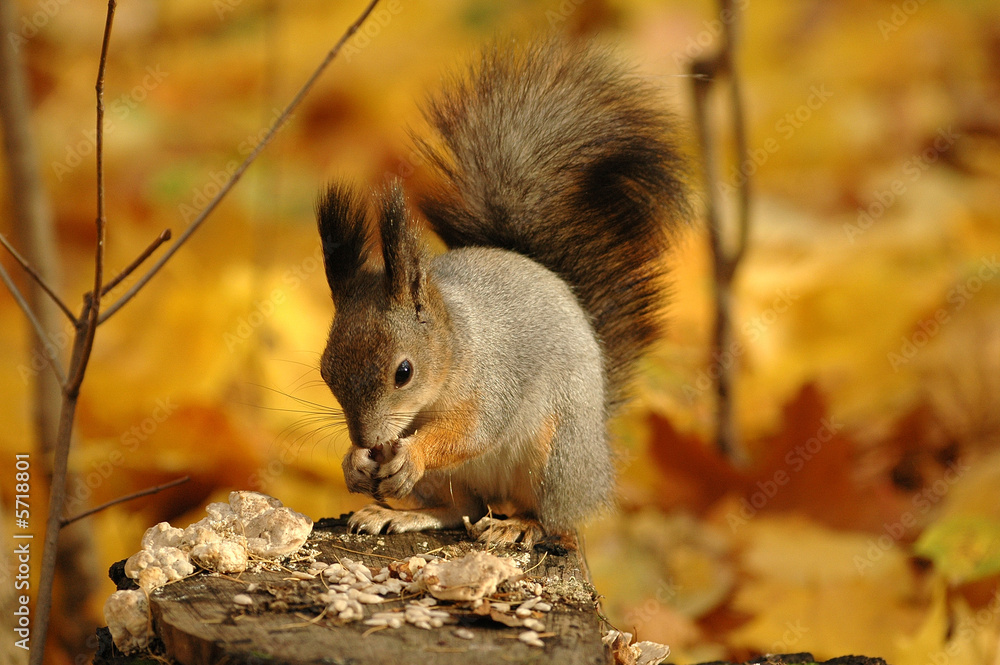 Fototapeta premium squirrel