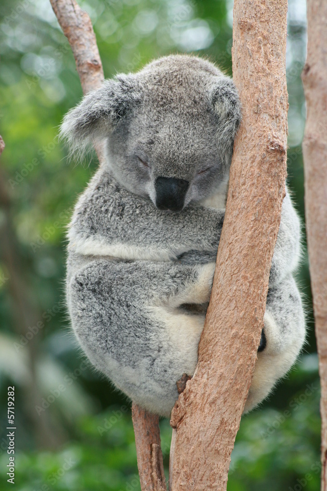 Naklejka premium Koala Sleeping
