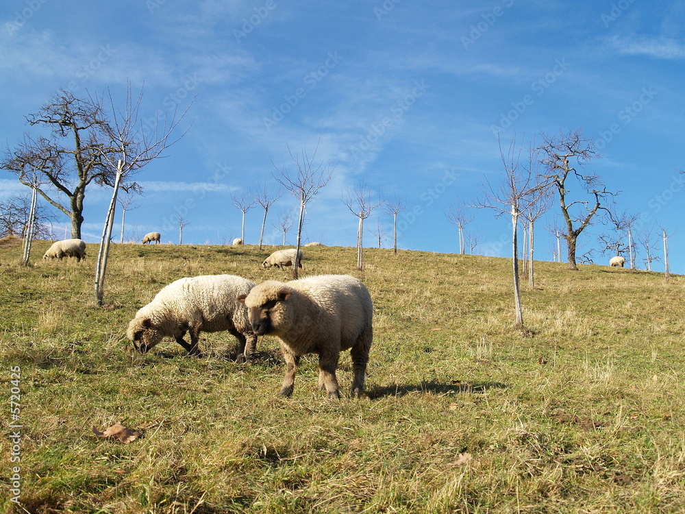 Fototapeta premium moutons et azur