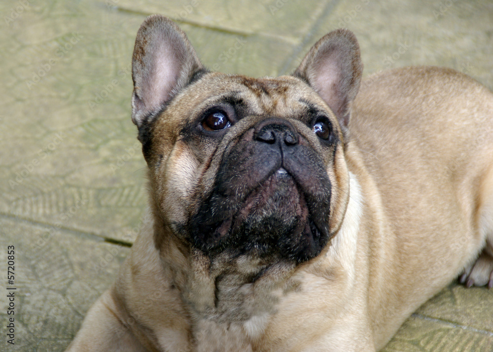 Französische Bulldogge