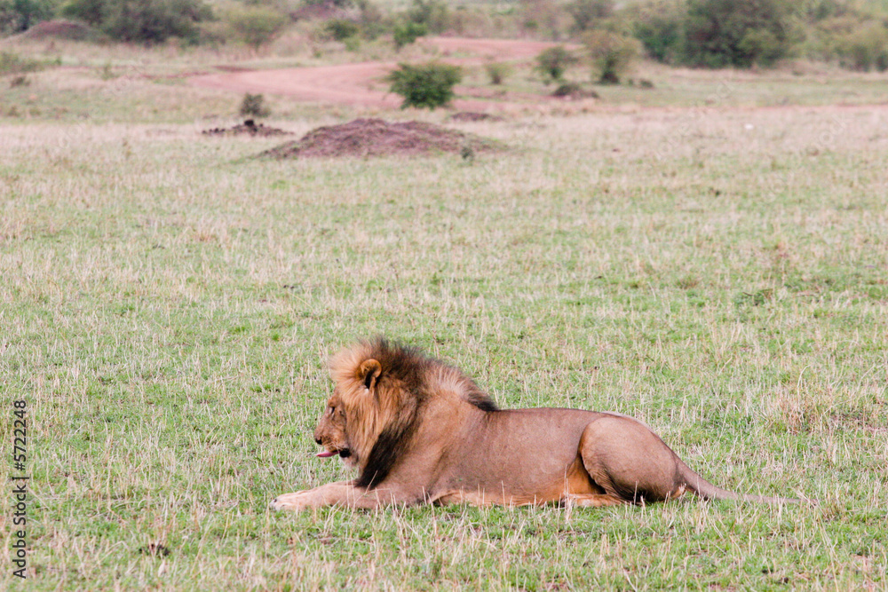 Fototapeta premium lion at rest