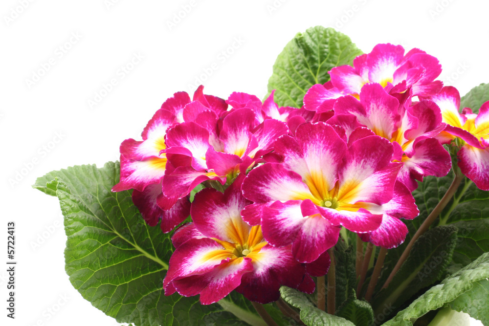 close-ups of pink primula isolated on white close-ups of pink primula isolated on white