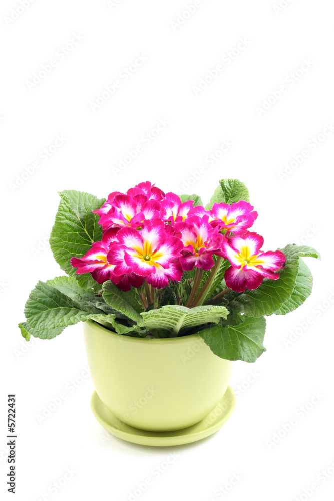 close-ups of pink primula in pot isolated on white