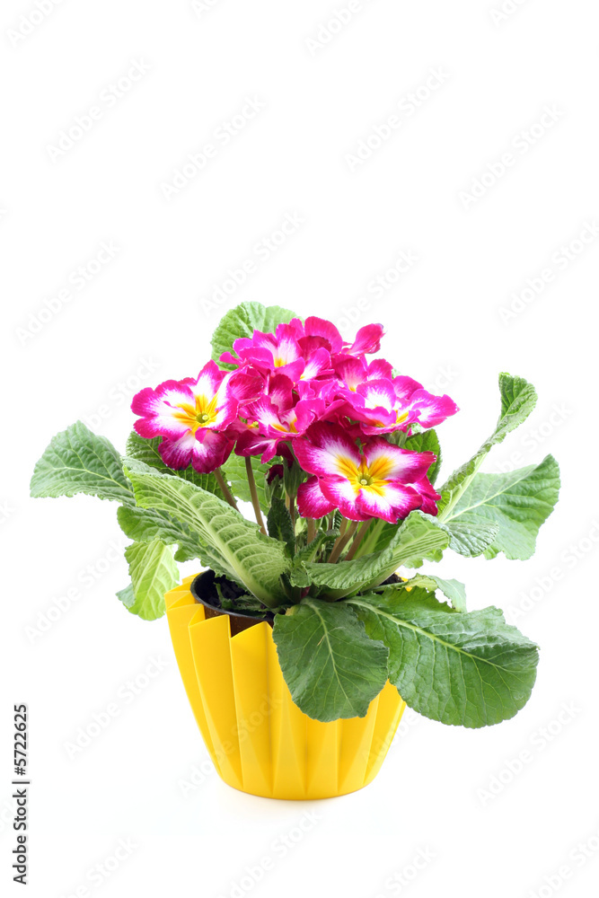 close-ups of pink primula isolated on white