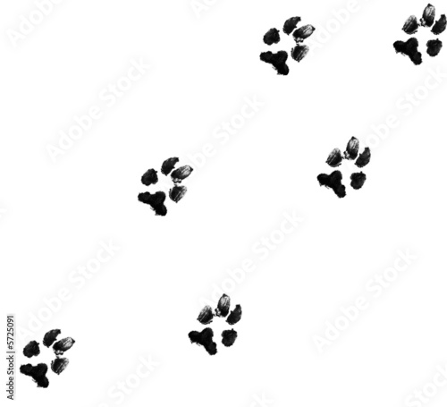 black dog paw prints on white background photo