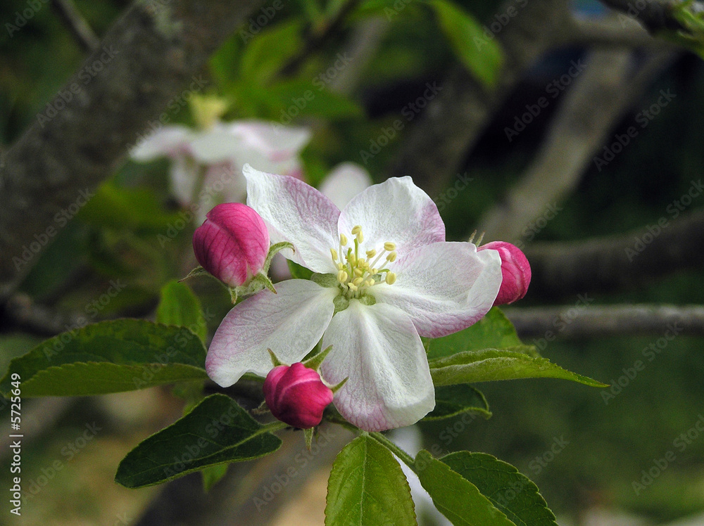 Obraz premium Apple blossoms
