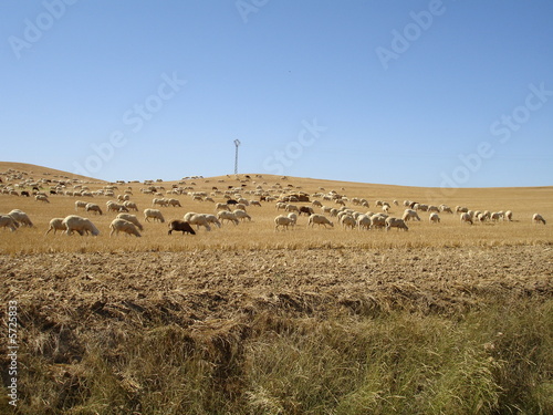 Flock of sheep