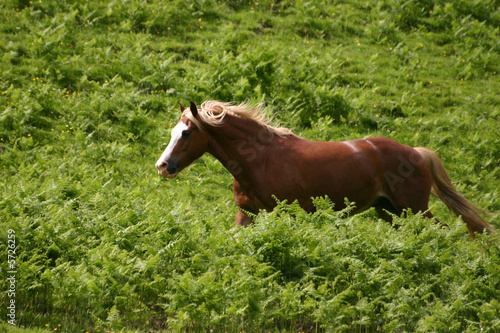 Le bonheur est dans le pré