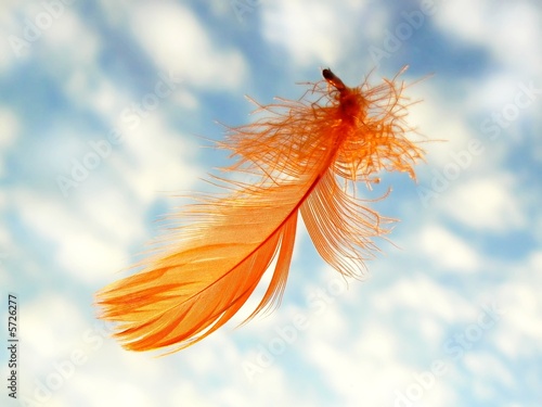 Orange feather on sky