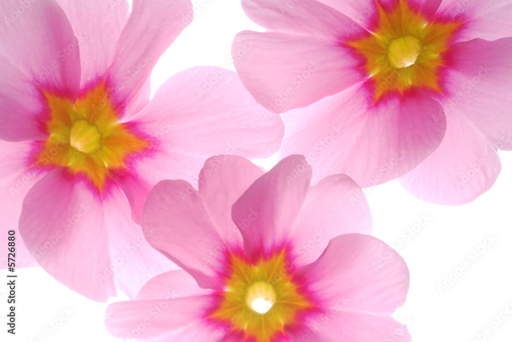 pink primula flower