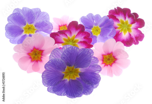 colorful primula flowers