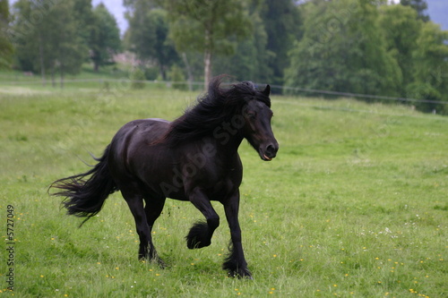 Cheval noir