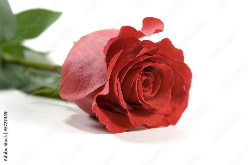 red rose over white backround red rose over white backround