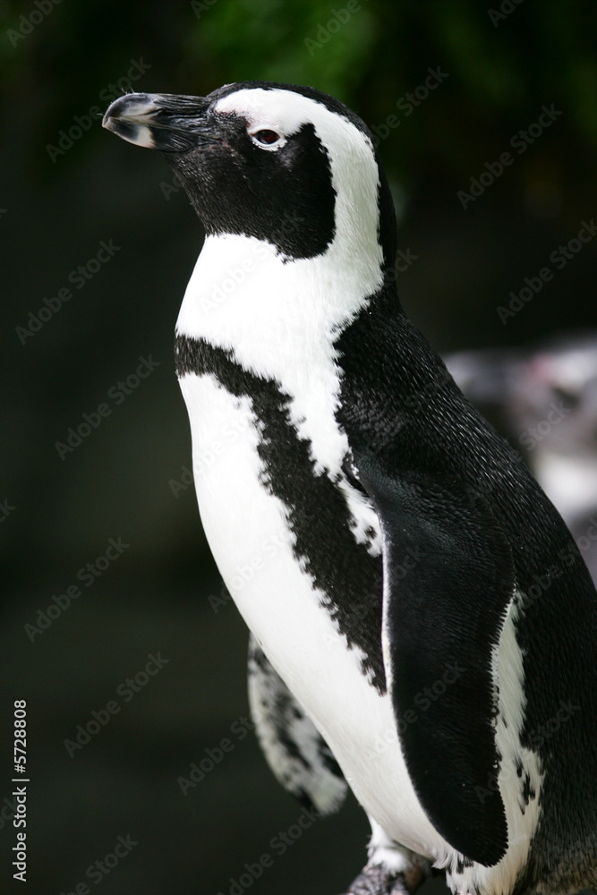 Obraz premium Magellan Penguins