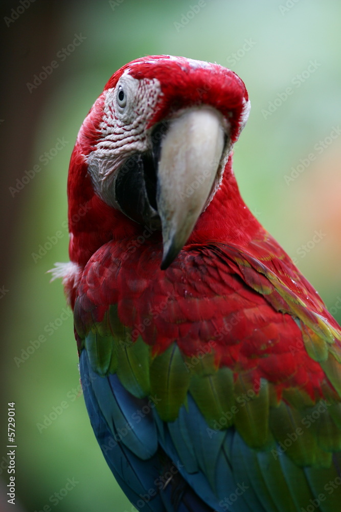 Scarlet Macaw