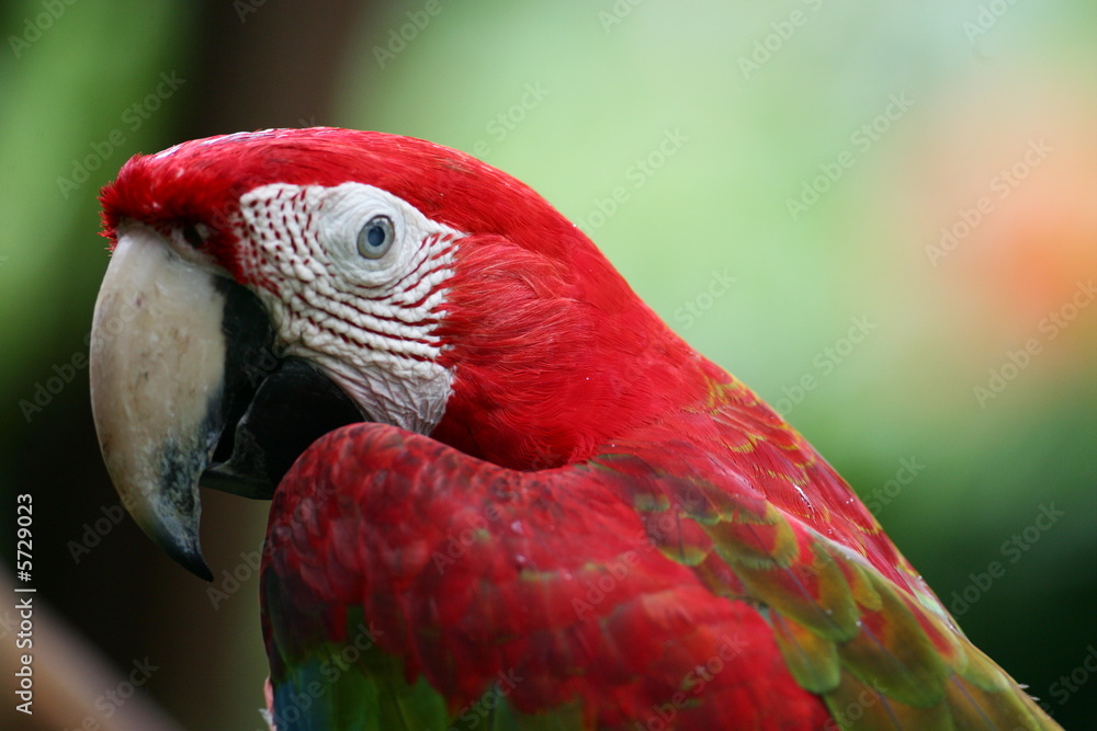 Scarlet Macaw